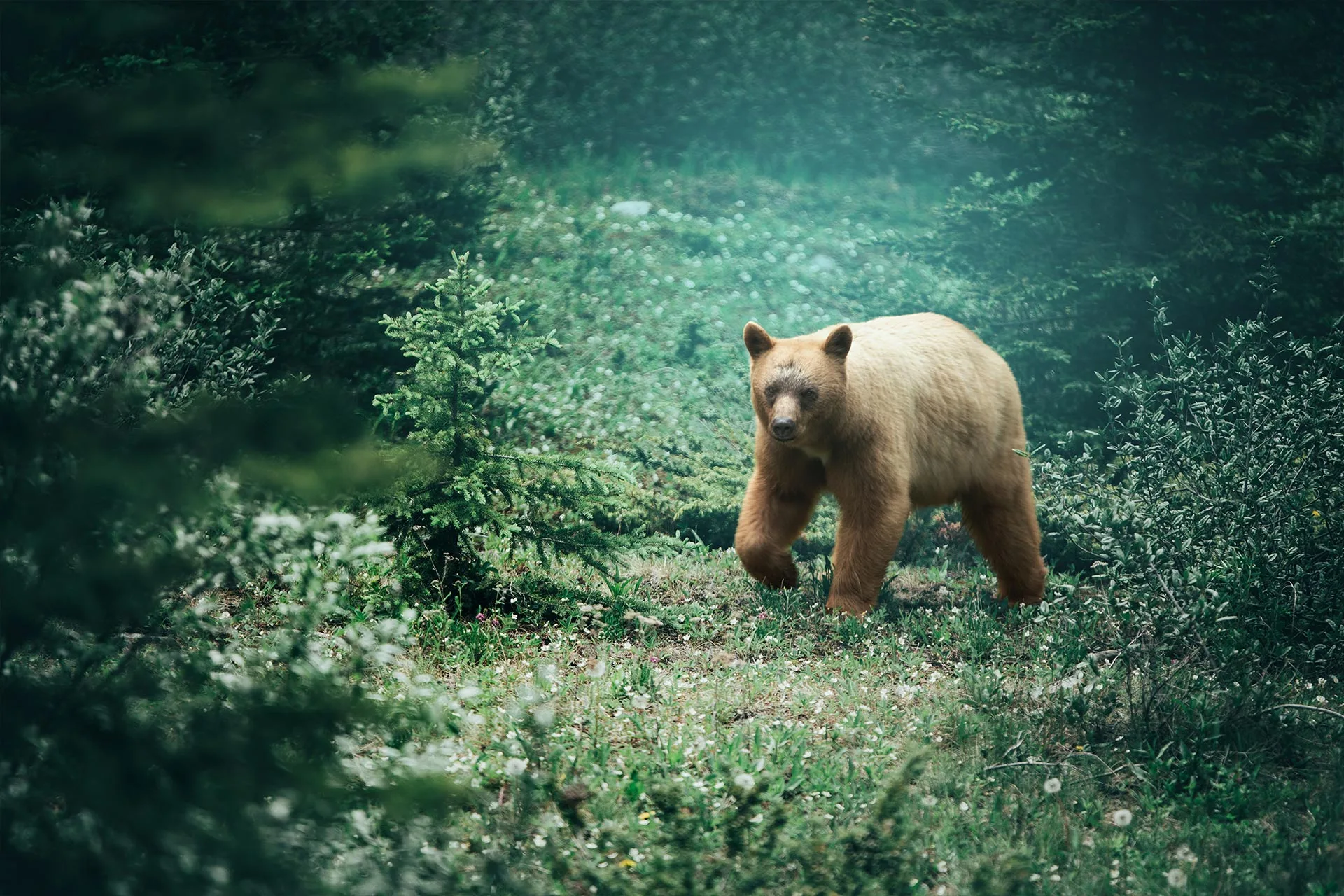 Kananaskis Brown Bear — 7 Must-See Places in Kananaskis, Alberta: A Complete Travel Guide